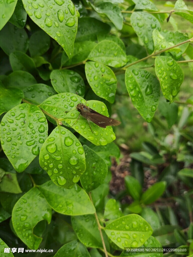 带水珠的翠绿叶片