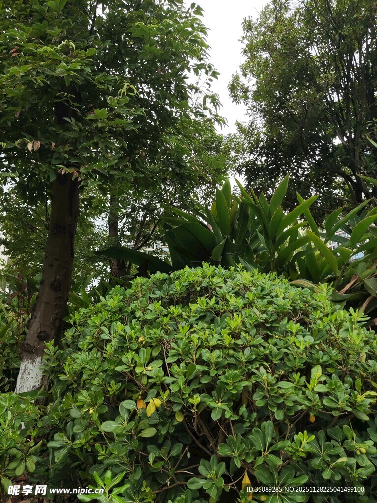 绿意盎然的灌木丛景观