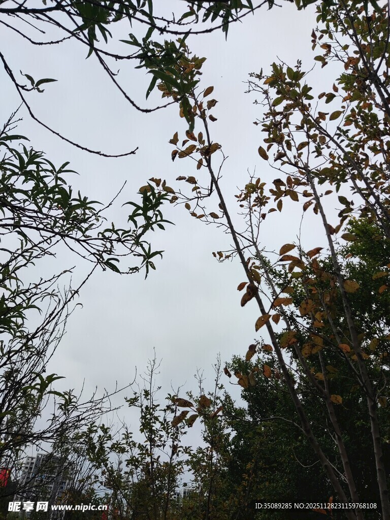 阴天树林枝叶景观