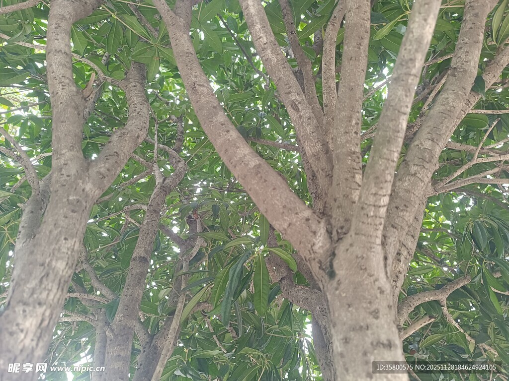 仰视茂密大树树冠