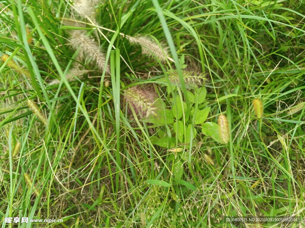 草丛中的隐秘景象