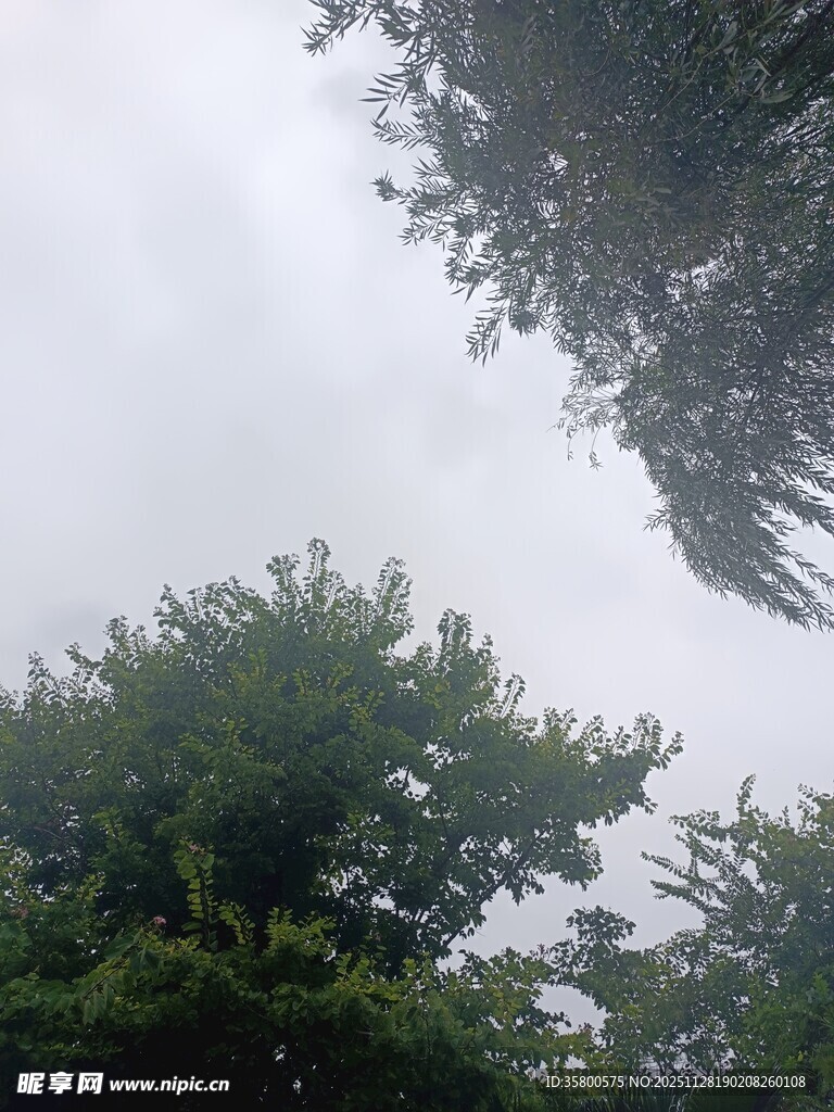 绿树映灰天的自然景致