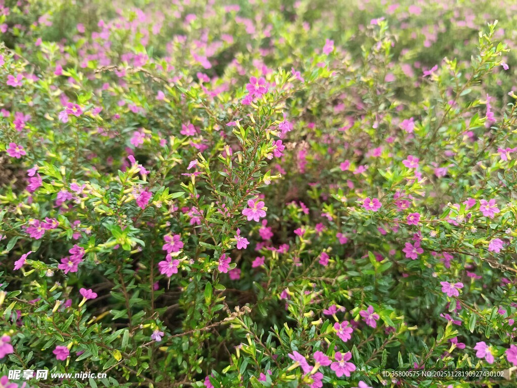 繁花盛开的绚烂草地