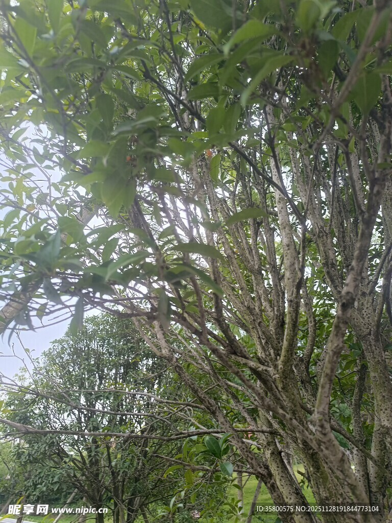 繁茂树林中的枝干景象