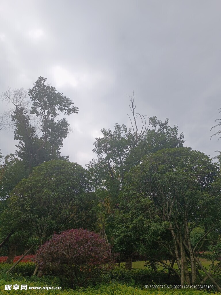 阴天中的繁茂绿植景观