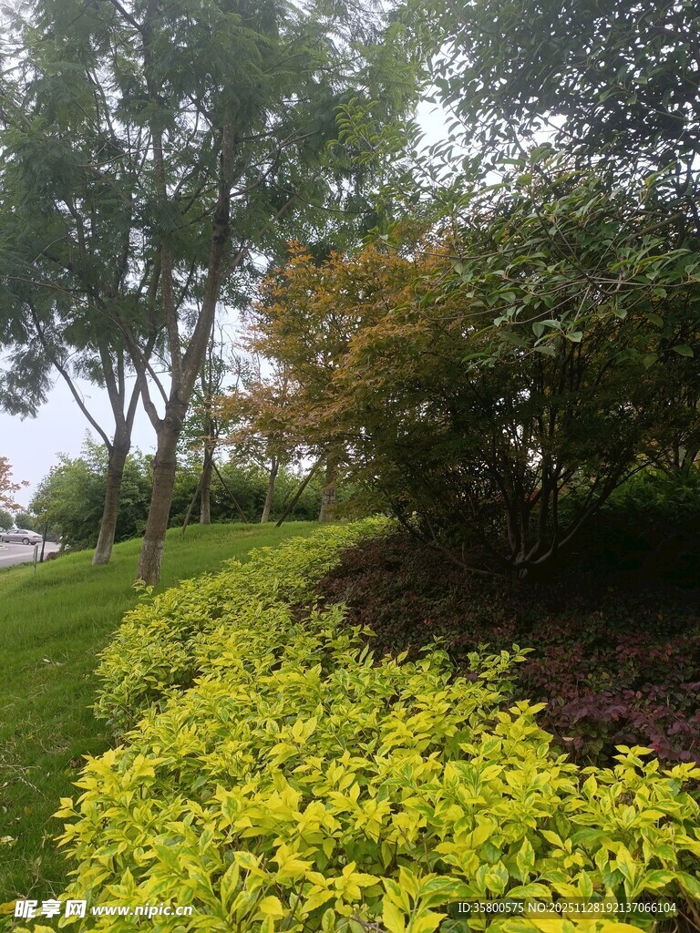 绿意盎然的园林景观