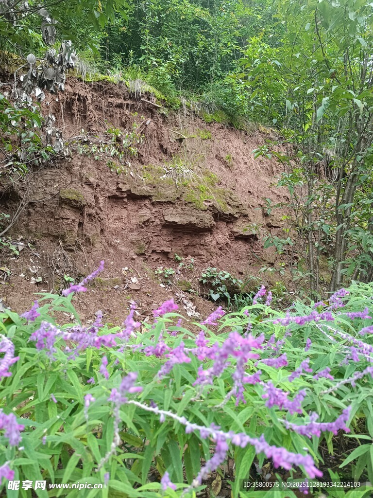 山坡下绽放的紫色野花