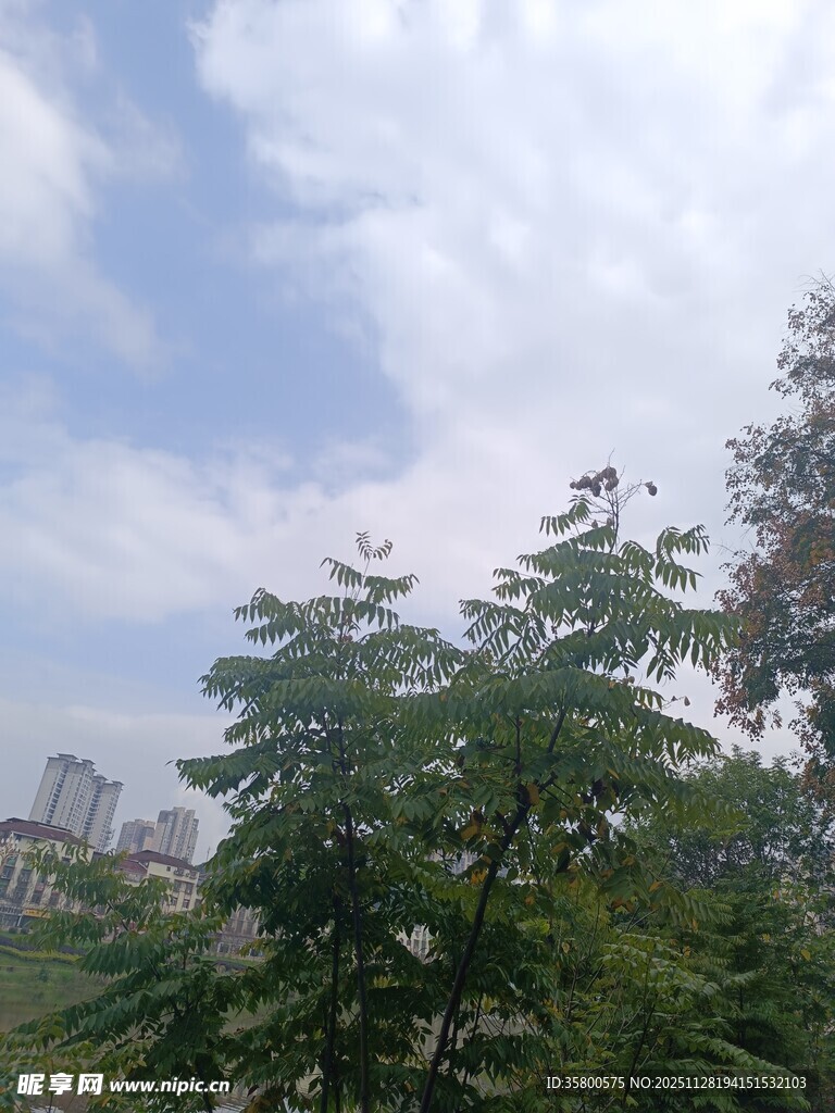 蓝天白云下的绿树景观