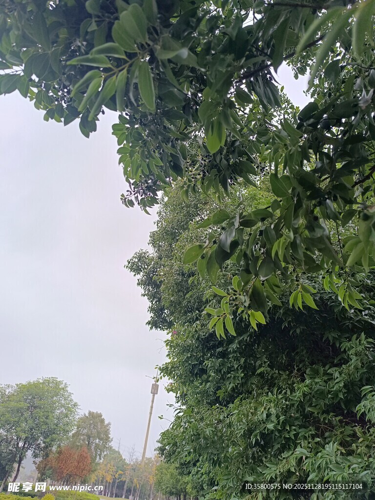 绿树成荫的户外景致