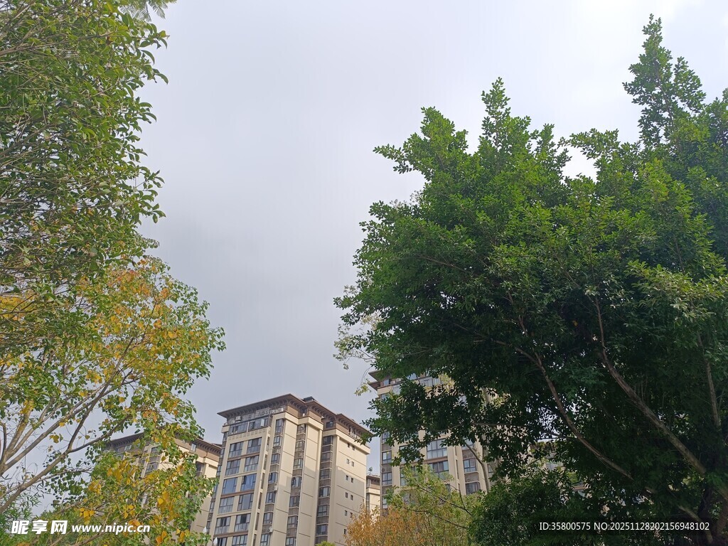 城市中树木掩映的高楼