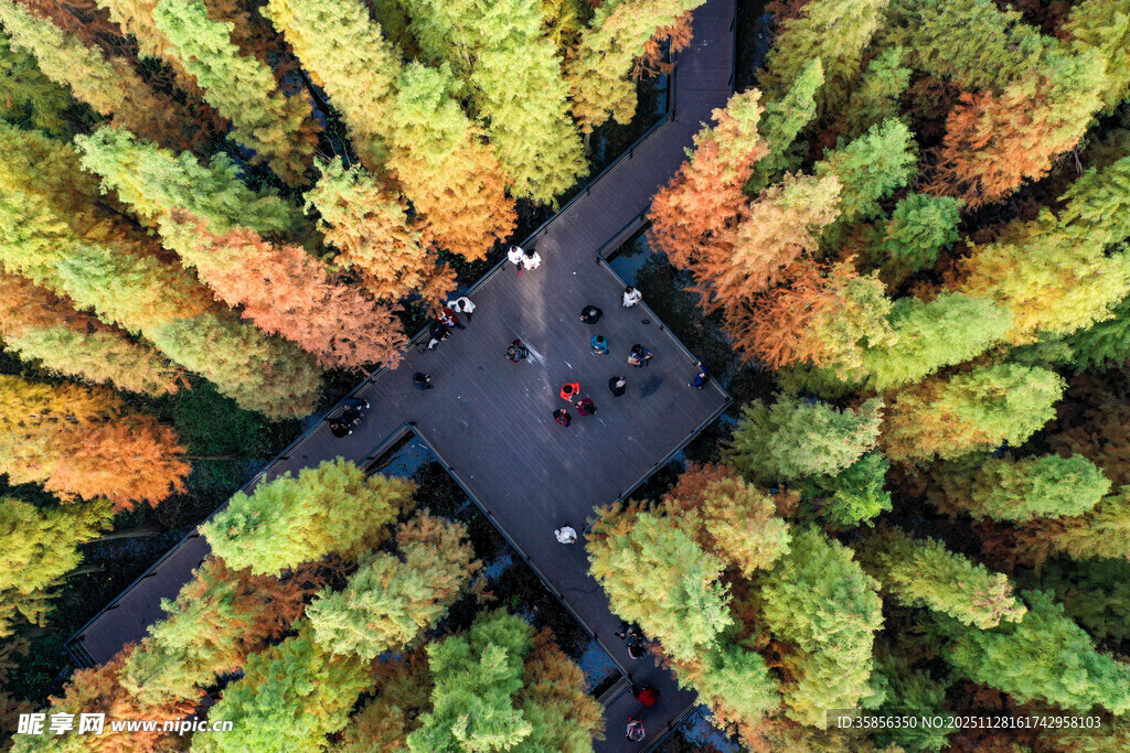 俯瞰秋日斑斓树林道路播州湿地公