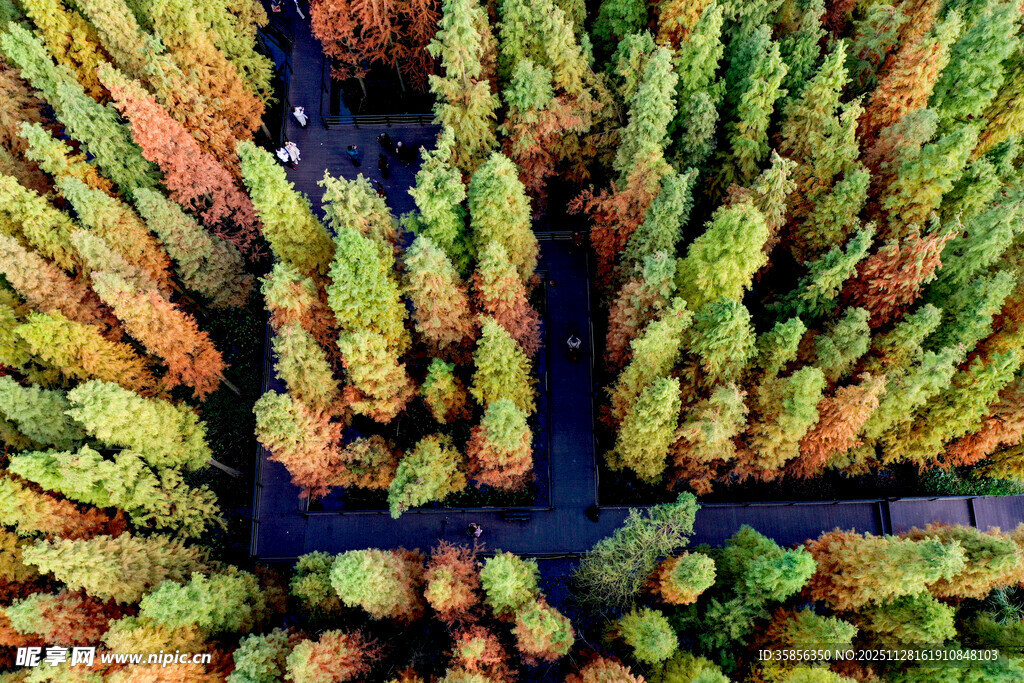 航拍多彩树林景观