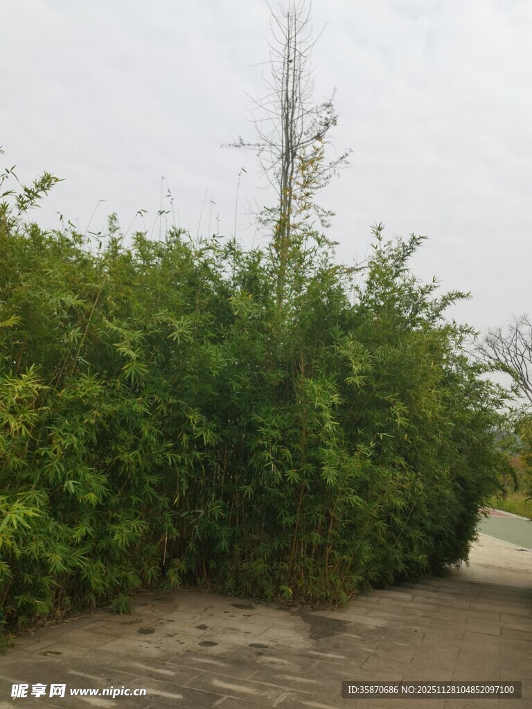 路边繁茂绿植与高耸植物