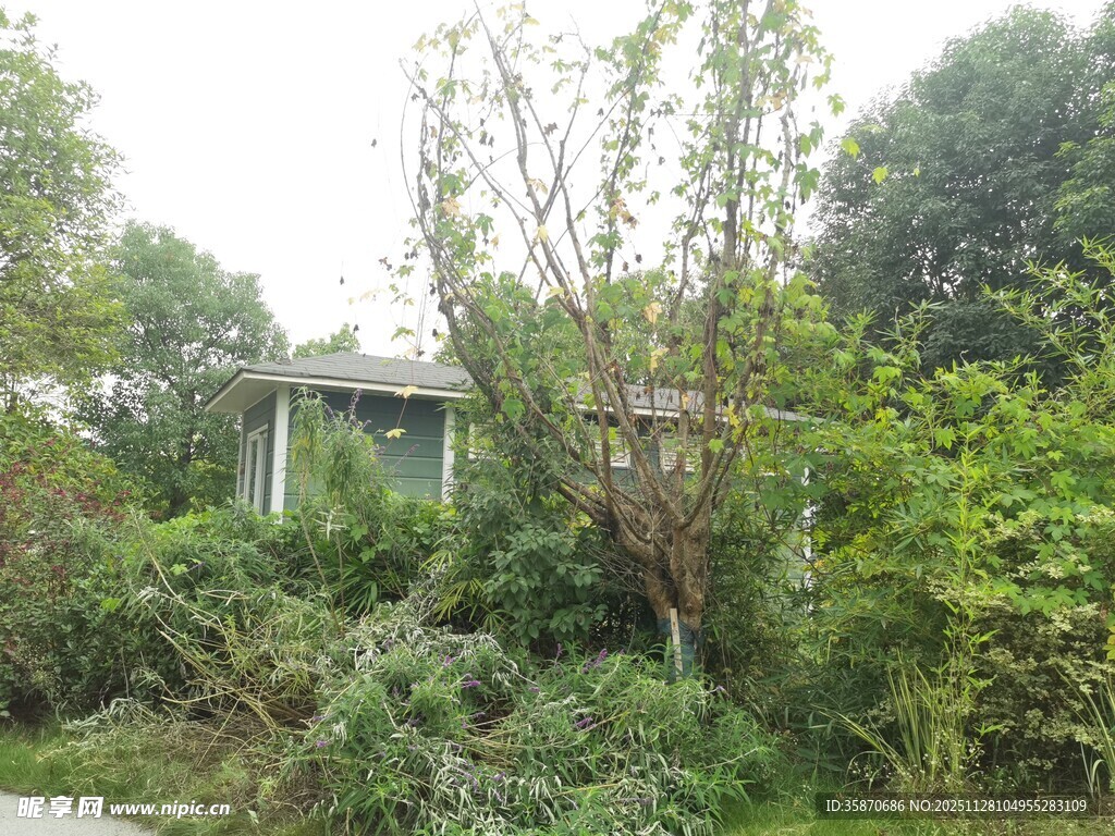 被绿植环绕的小屋