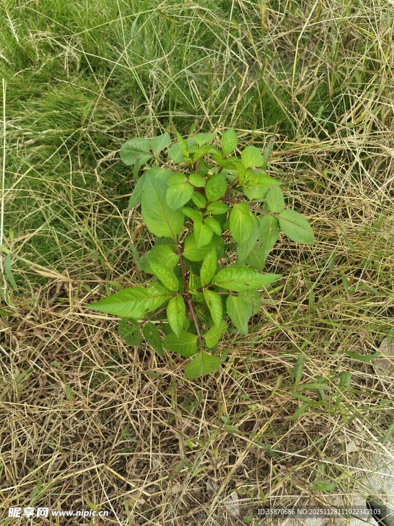 草丛中的绿色植物