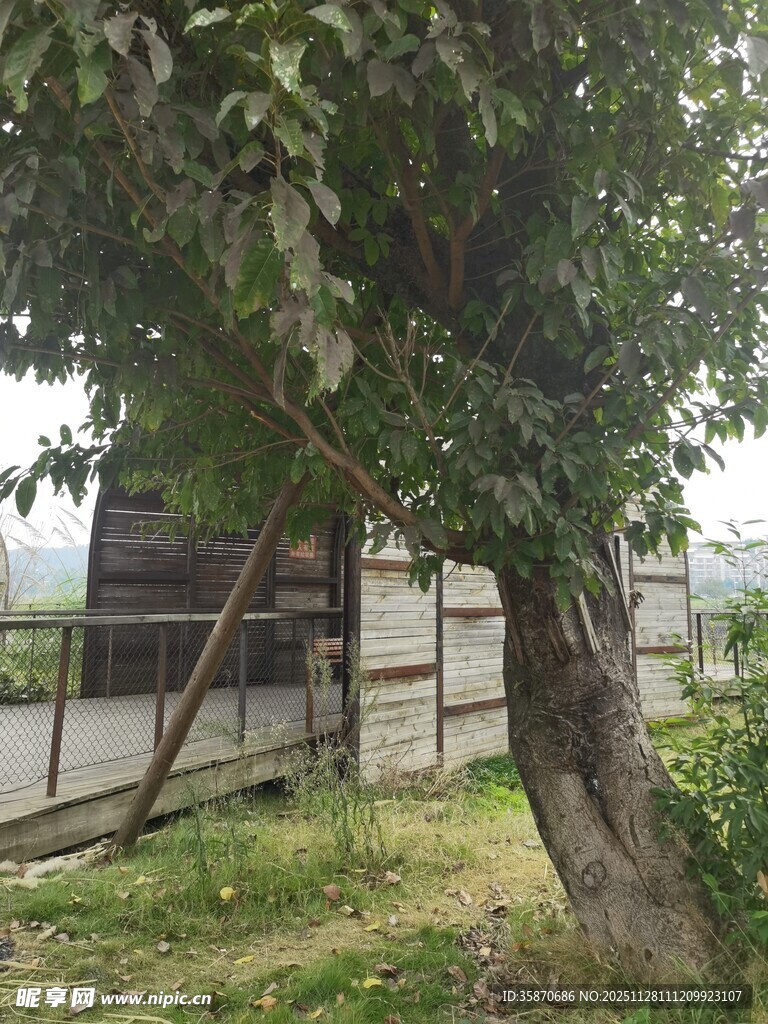 庭院中繁茂的果树