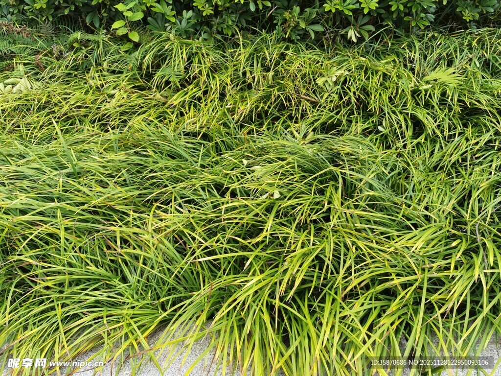 翠绿繁茂的丛生观赏草