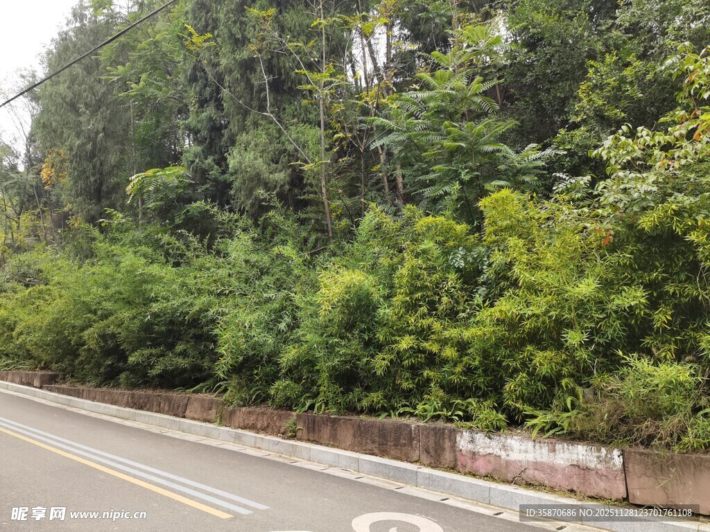 公路旁郁郁葱葱的绿植景观