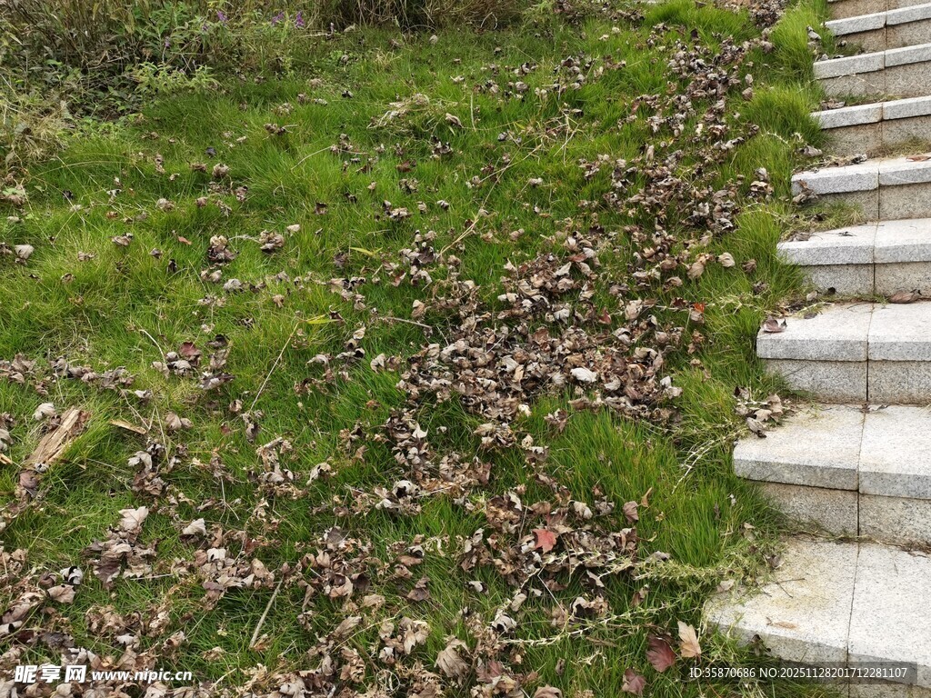 石阶旁的草地与落叶