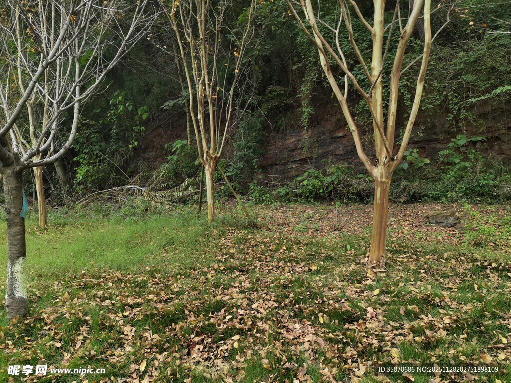 秋冬树林落叶铺地景象