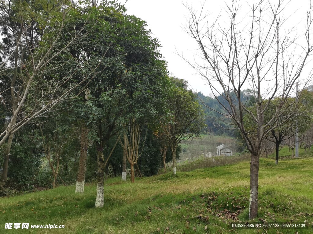 郊外绿意盎然的树林景观