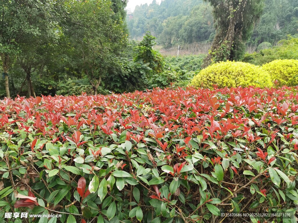 艳丽红叶植物景观