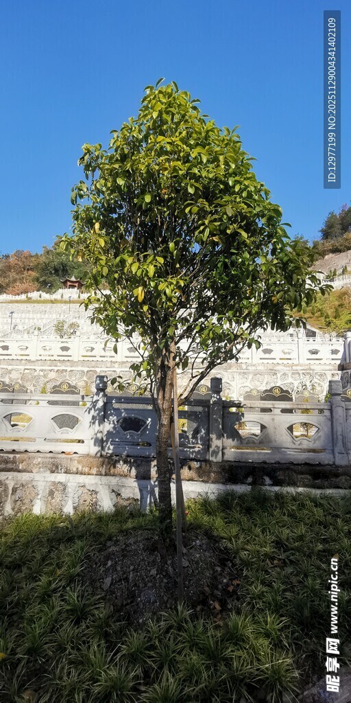 孤树挺立在石砌景观旁