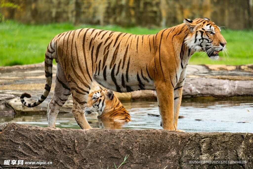 水边的老虎母子