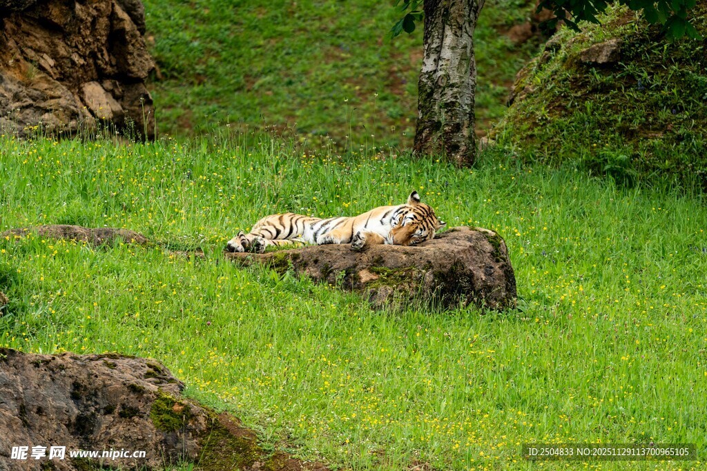草地上的卧姿熊
