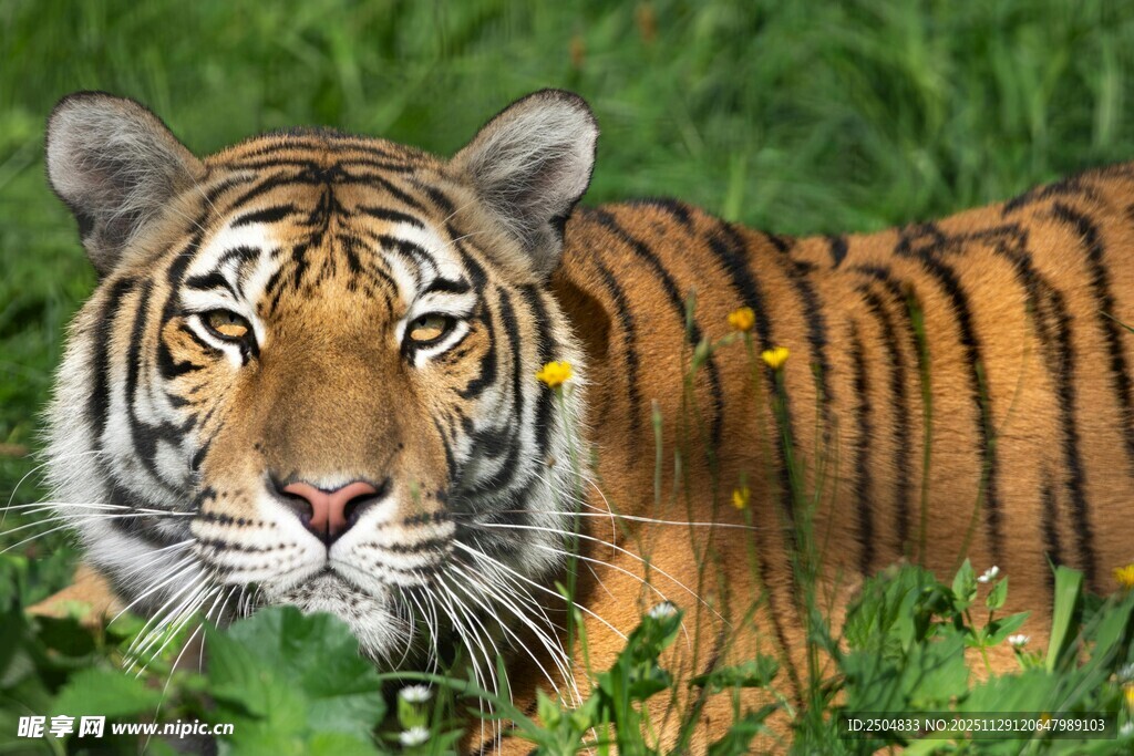 丛林中的威严老虎