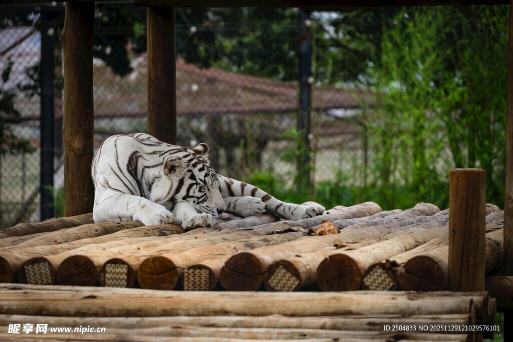 白虎休憩于木台