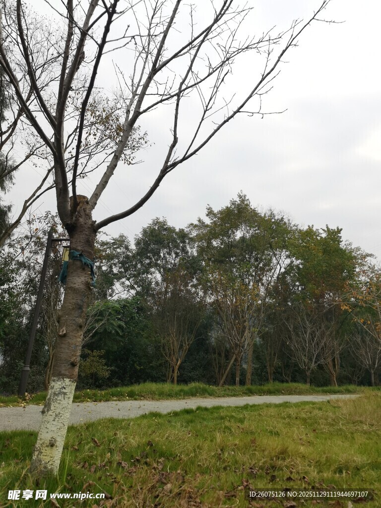 郊外光秃树木与开阔草地