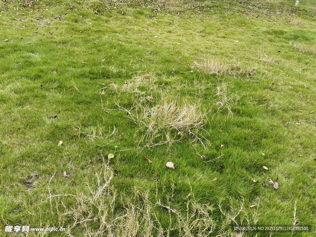 翠绿草地的自然景象