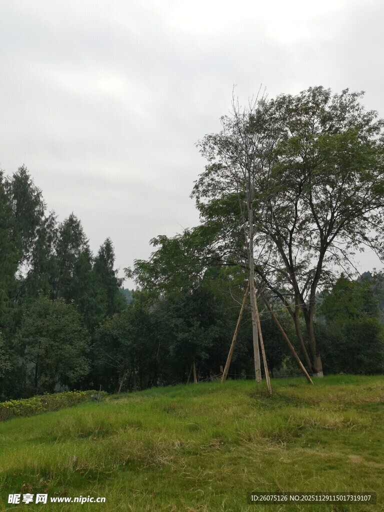 草地树林间的自然景致