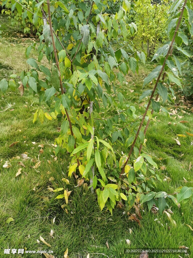 野外生长的绿植