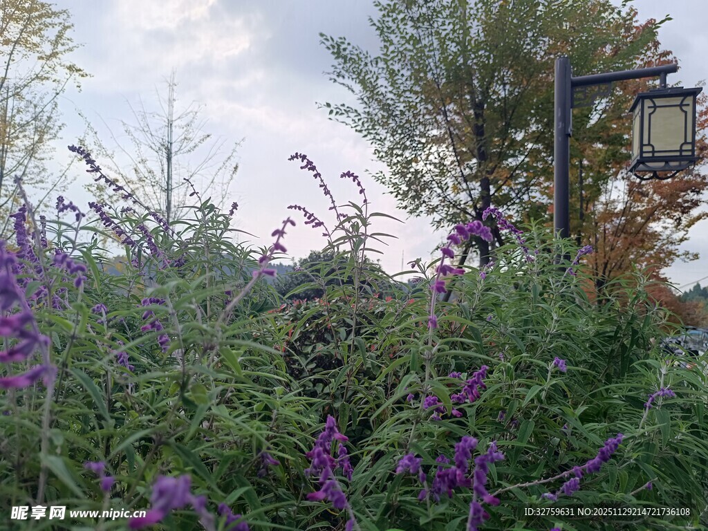 户外紫色花丛与路灯景象