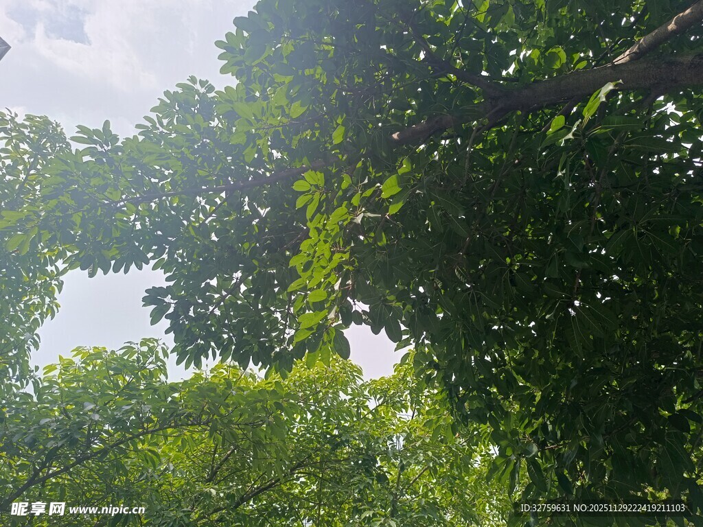 仰视葱郁树林绿意盎然