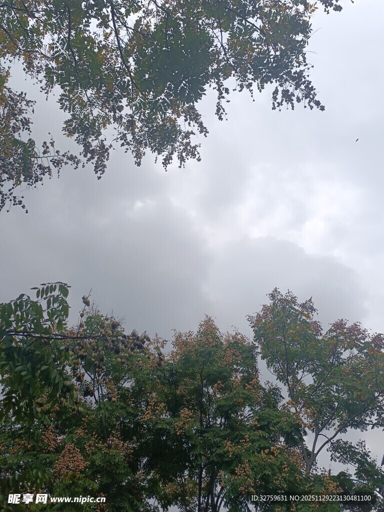 树梢之上的朦胧天空