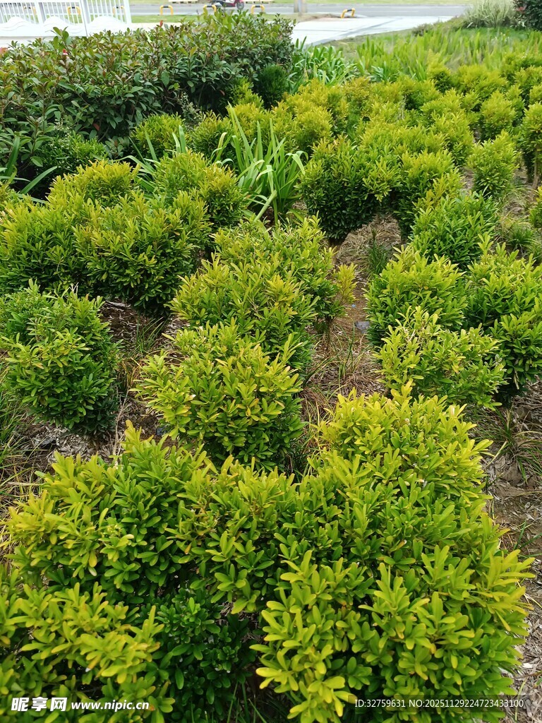 整齐排列的绿色灌木