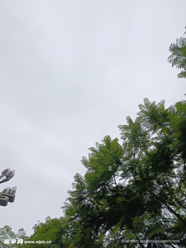 树梢上的天空与枝叶