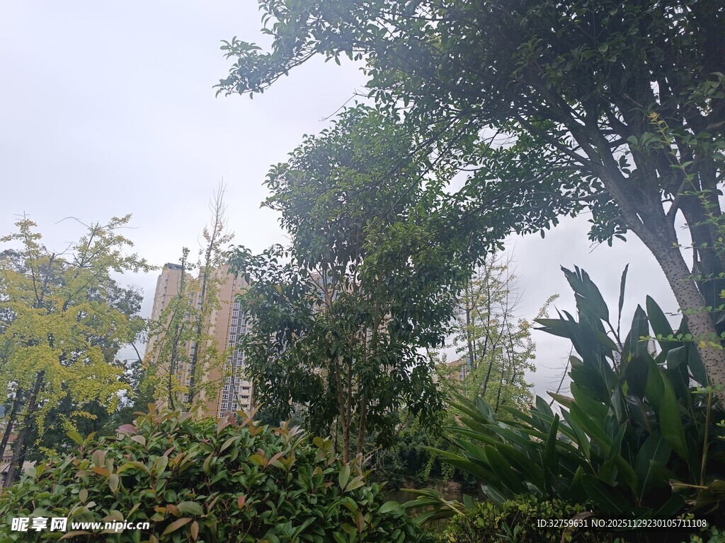 茂密丛林中的多样植物景观