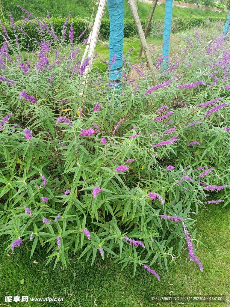 紫色花卉绿植景观