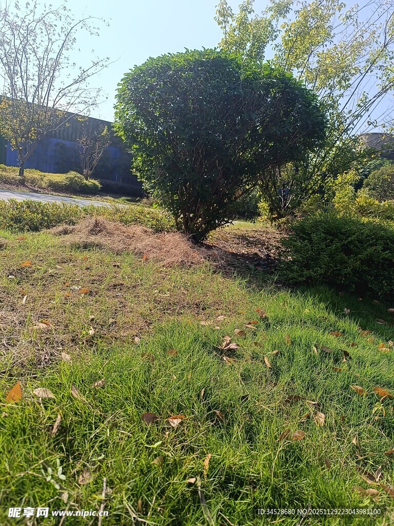 户外绿意盎然的树木景观