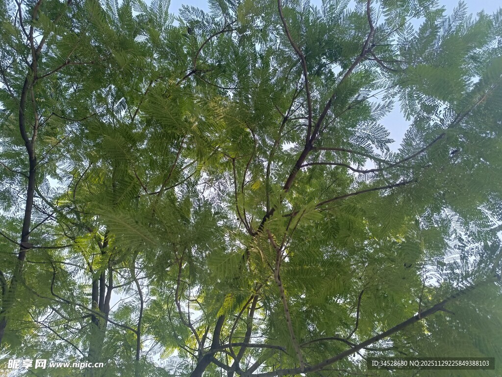 茂密树林中的繁茂枝叶