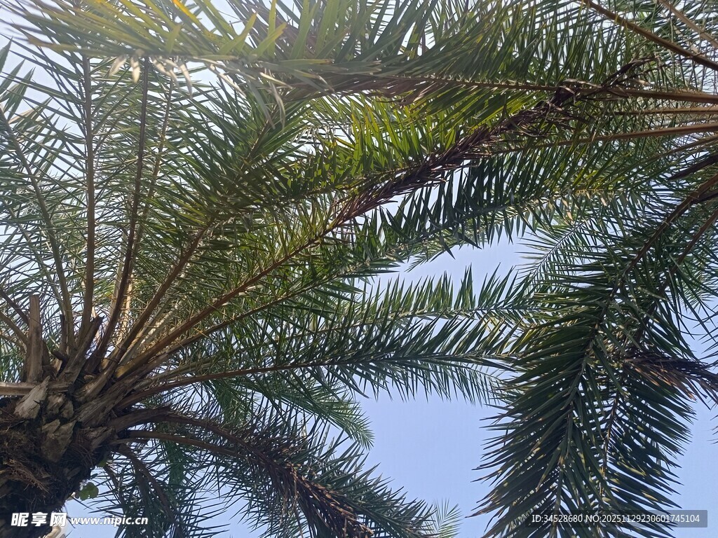 仰视下的棕榈树枝叶