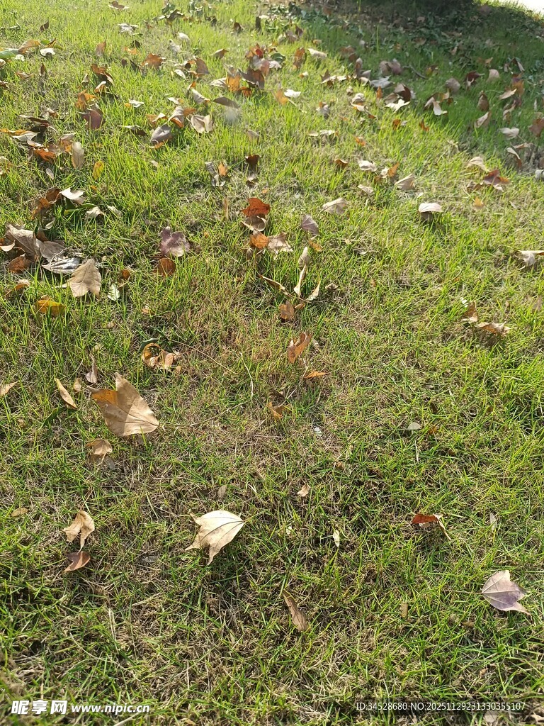草地落叶景观