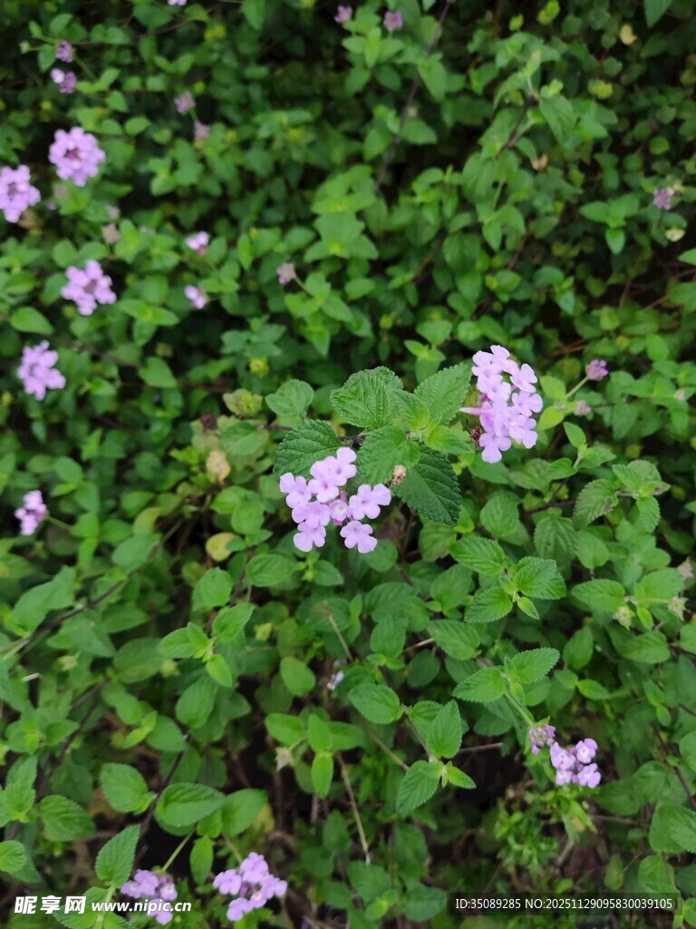 绿叶丛中的粉紫色小花