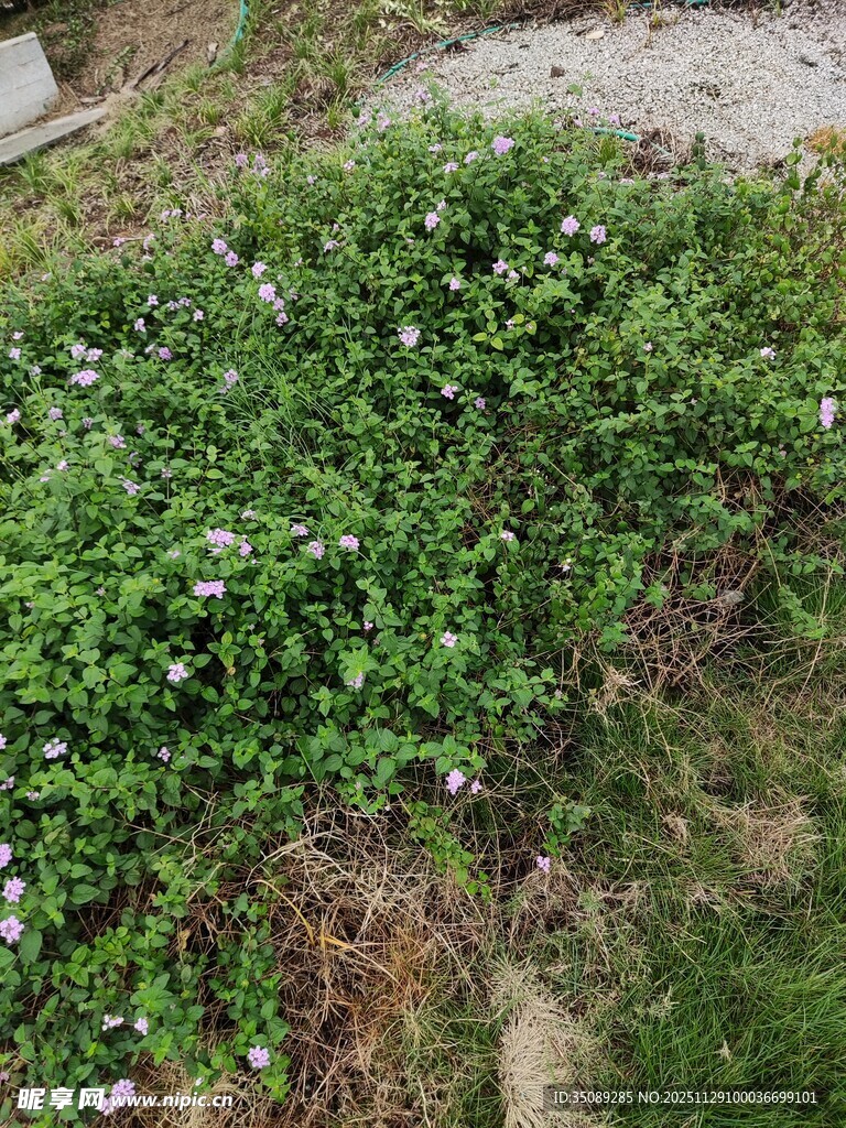 地面繁茂的绿色丛生植物