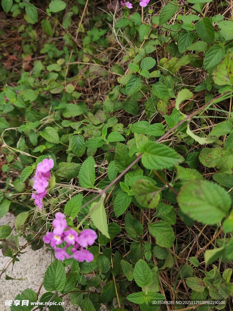 绿叶间绽放的紫色小花