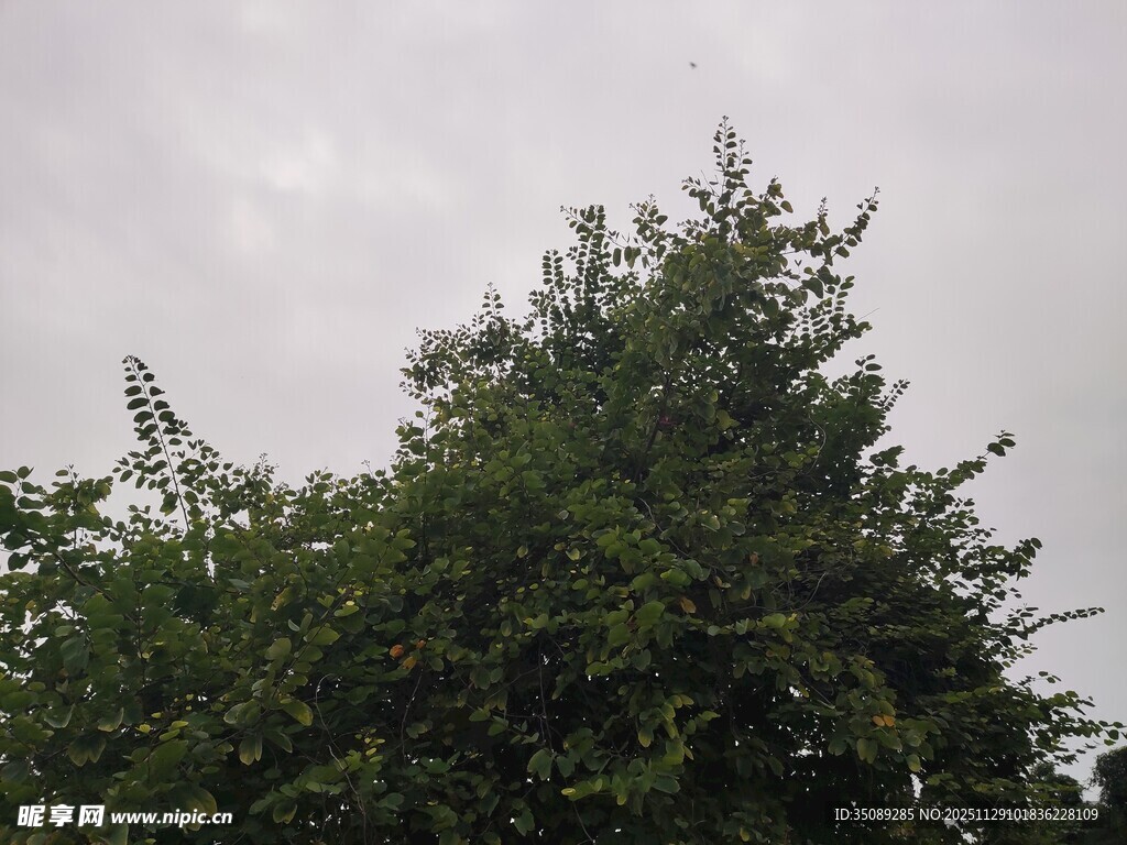 天空下的葱郁树木